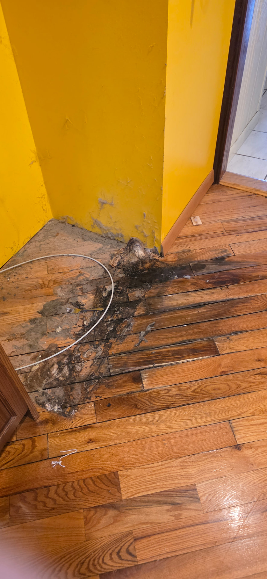 Water-damaged and blackened hardwood flooring beside a yellow wall